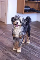 Riley, a male Miniature Bernedoodle for sale in Millersburg, PA – Photo 2 of 6