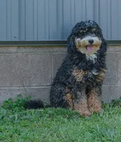 Riley, a male Miniature Bernedoodle for sale in Millersburg, PA – Photo 6 of 6