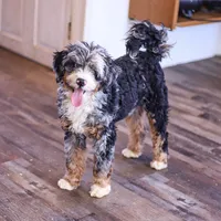 Riley, a male Miniature Bernedoodle for sale in Millersburg, PA – 3 of 6