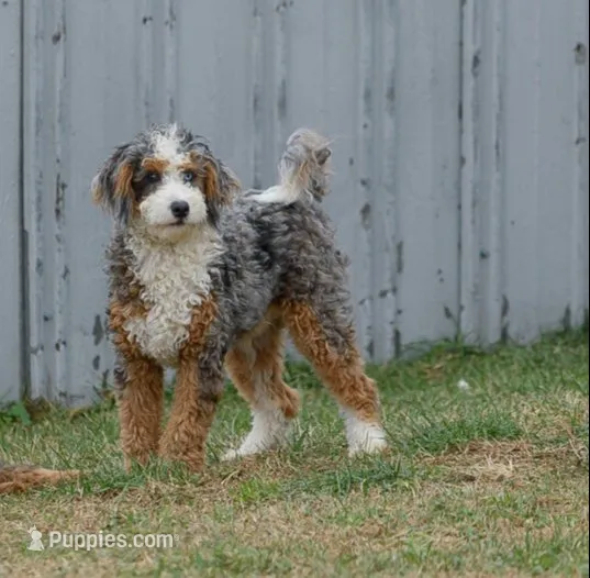 Shira & Major Litter, a  Miniature Bernedoodle for sale in Millersburg, PA – 2 of 4