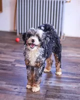 Riley, a male Miniature Bernedoodle for sale in Millersburg, PA – 2 of 6