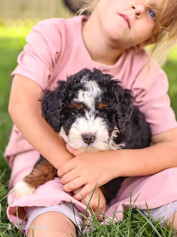 Holly – Miniature Bernedoodle puppy for sale in Millersburg, PA
