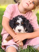 Holly, a female Miniature Bernedoodle for sale in Millersburg, PA – 1 of 8