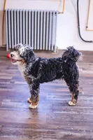 Riley, a male Miniature Bernedoodle for sale in Millersburg, PA – 4 of 6