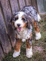 Jordan, a male Miniature Bernedoodle for sale in Millersburg, PA – 2 of 4