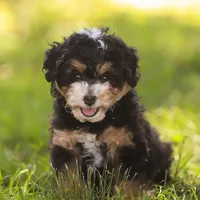 Macy (Micro-Mini), a female Miniature Bernedoodle for sale in Millersburg, PA – Photo 7 of 10