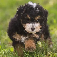 Macy (Micro-Mini), a female Miniature Bernedoodle for sale in Millersburg, PA – Photo 4 of 10