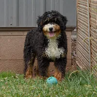 Macy (Micro-Mini), a female Miniature Bernedoodle for sale in Millersburg, PA – Photo 9 of 10