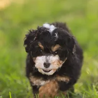 Macy (Micro-Mini), a female Miniature Bernedoodle for sale in Millersburg, PA – Photo 5 of 10