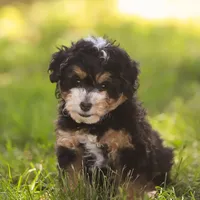 Macy (Micro-Mini), a female Miniature Bernedoodle for sale in Millersburg, PA – Photo 8 of 10