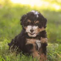 Macy (Micro-Mini), a female Miniature Bernedoodle for sale in Millersburg, PA – Photo 2 of 10