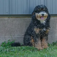 Macy (Micro-Mini), a female Miniature Bernedoodle for sale in Millersburg, PA – Photo 10 of 10