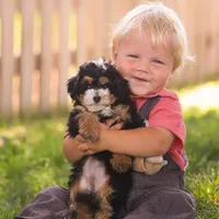 Macy (Micro-Mini), a female Miniature Bernedoodle for sale in Millersburg, PA – Photo 1 of 10