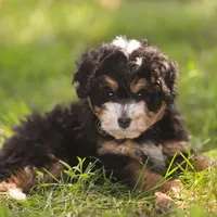 Macy (Micro-Mini), a female Miniature Bernedoodle for sale in Millersburg, PA – Photo 6 of 10