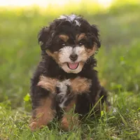 Macy (Micro-Mini), a female Miniature Bernedoodle for sale in Millersburg, PA – Photo 3 of 10