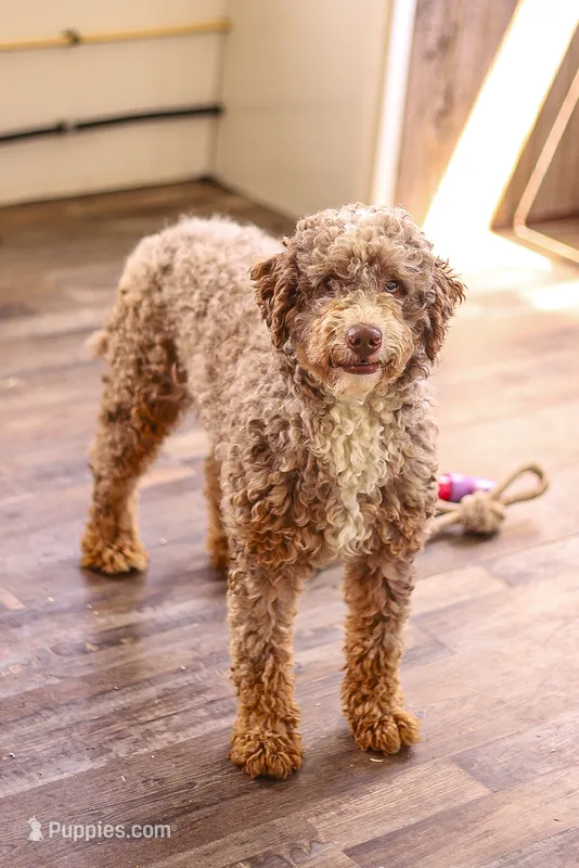 Brock – Miniature Bernedoodle puppy for sale in Millersburg, PA
