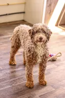 Brock, a male Miniature Bernedoodle for sale in Millersburg, PA – 1 of 3