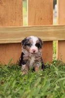 Riley, a male Miniature Bernedoodle for sale in Millersburg, PA – 5 of 6
