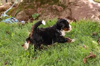 Holly, a female Miniature Bernedoodle for sale in Millersburg, PA – 4 of 8