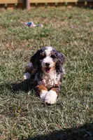 Jordan, a male Miniature Bernedoodle for sale in Millersburg, PA – 4 of 4