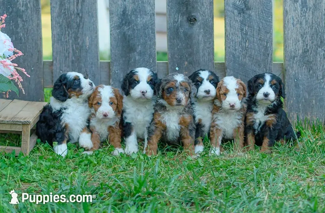 Shira & Major Litter, a  Miniature Bernedoodle for sale in Millersburg, PA – 4 of 4