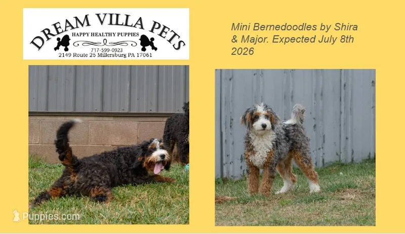 Shira & Major Litter – Miniature Bernedoodle puppy for sale in Millersburg, PA