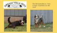 Shira & Major Litter, a  Miniature Bernedoodle for sale in Millersburg, PA – 1 of 4