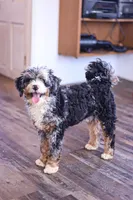Riley, a male Miniature Bernedoodle for sale in Millersburg, PA – 1 of 6