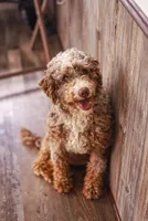 Brock, a male Miniature Bernedoodle for sale in Millersburg, PA – 2 of 3