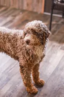 Brock, a male Miniature Bernedoodle for sale in Millersburg, PA – 3 of 3