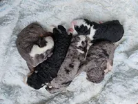 Holly, a female Miniature Bernedoodle for sale in Millersburg, PA – 6 of 8