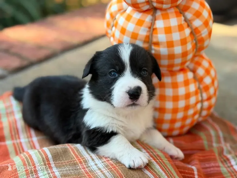 Bolt – Cardigan Welsh Corgi puppy for sale in Lascassas, TN