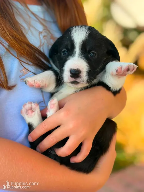 Ziggy – Cardigan Welsh Corgi puppy for sale in Lascassas, TN