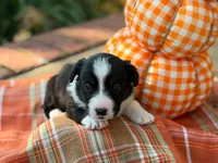 Ziggy, a female Cardigan Welsh Corgi for sale in Lascassas, TN – 2 of 2