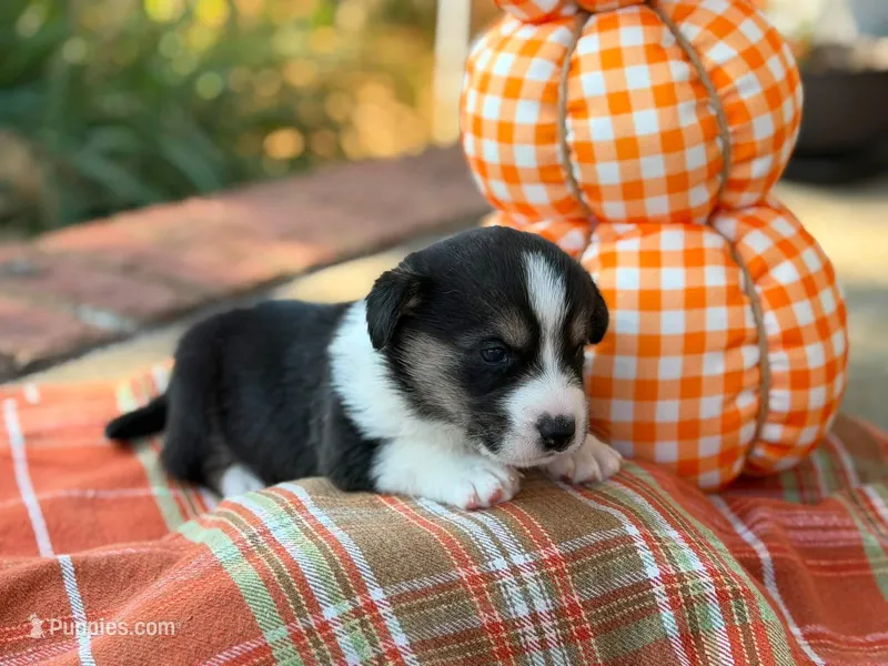 Oreo – Cardigan Welsh Corgi puppy for sale in Lascassas, TN