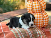 Oreo, a female Cardigan Welsh Corgi for sale in Lascassas, TN – 1 of 1