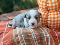 Merle, a male Cardigan Welsh Corgi for sale in Lascassas, TN – 2 of 2
