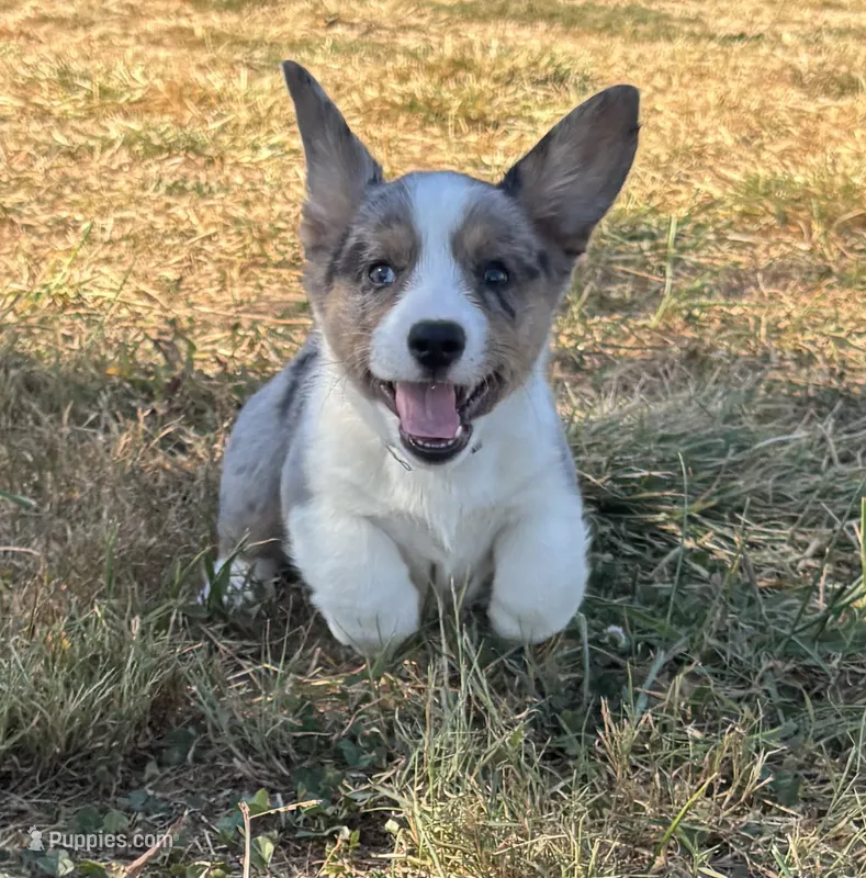 Carl – Cardigan Welsh Corgi puppy for sale in Lascassas, TN