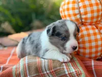 Carl, a male Cardigan Welsh Corgi for sale in Lascassas, TN – 1 of 1