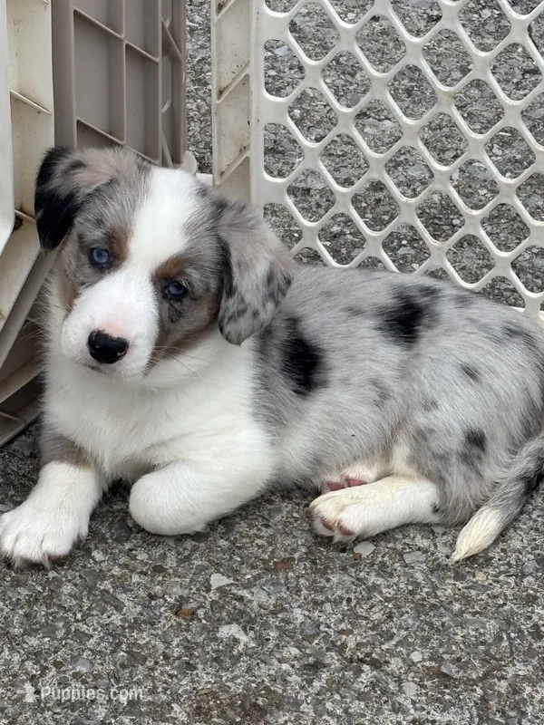 Merle – Cardigan Welsh Corgi puppy for sale in Lascassas, TN
