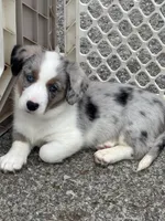 Merle, a male Cardigan Welsh Corgi for sale in Lascassas, TN – 1 of 2