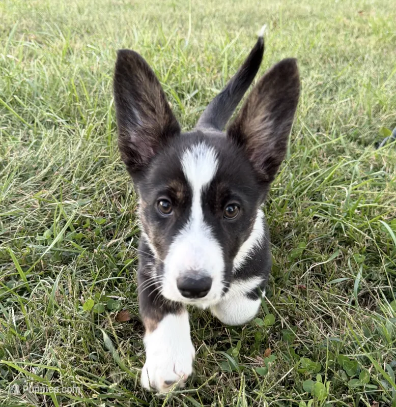Ziggy – Cardigan Welsh Corgi puppy for sale in Lascassas, TN