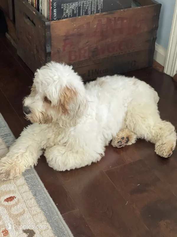 Lucy – Cockapoo puppy for sale in Conway, AR