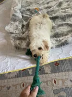 Lucy, a female Cockapoo for sale in Conway, AR – 2 of 2