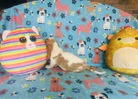 Daisy , a female Basset Hound for sale in Peru, IL – 4 of 5
