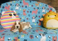 Daisy , a female Basset Hound for sale in Peru, IL – 2 of 5