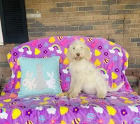 Girl~ Pink, a female Spinone Italiano for sale in Peru, IL – Photo 3 of 4