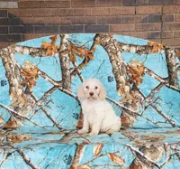 processed/f05f104c-cd7d-4124-a23a-6f6c314f8d34/listing/0398780d-6d17-4df2-bfd9-8e61a2f8f96b/1743ca87-7813-486a-bcdc-f9c40006fd6a