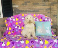 Girl~ Pink, a female Spinone Italiano for sale in Peru, IL – Photo 2 of 4