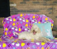 Girl~ Pink, a female Spinone Italiano for sale in Peru, IL – Photo 4 of 4